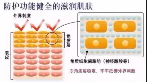 神經(jīng)酰胺的屏障作用介紹