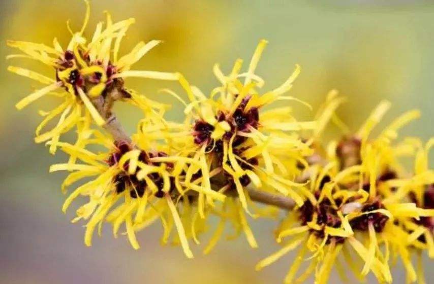 北美金縷梅提取物對皮膚的作用與功效有哪些？